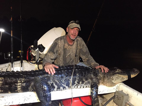 Rodney catch and release gator